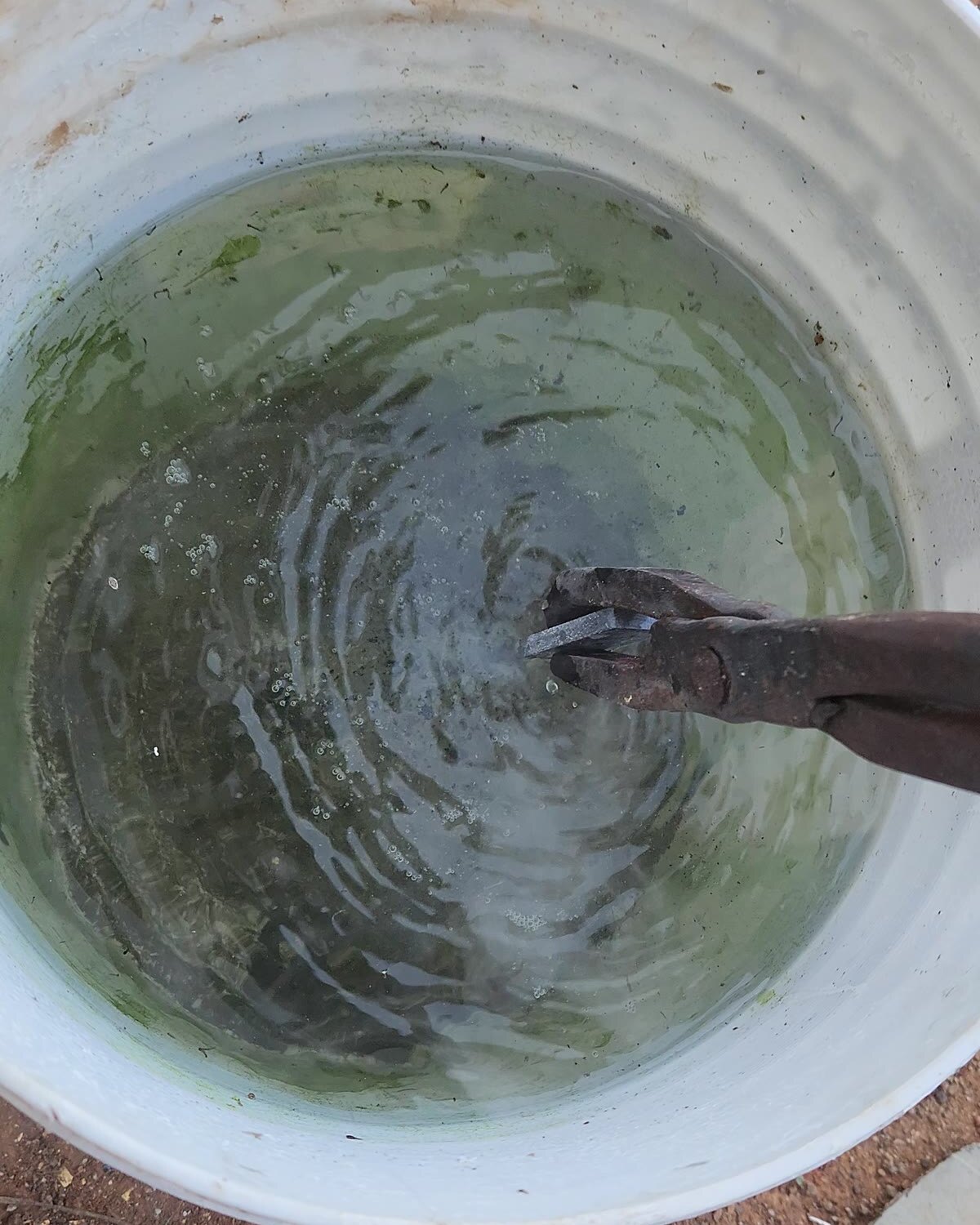 Tongs holding a blade above a white bucket of water, the surface still rippling from the quench.