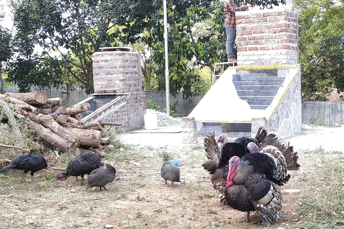 Two dryers on a rural plot, each a tall brick drying chamber with an inclined glazed solar collector running down to ground level. A mason stands on top of the nearer chamber; a stack of firewood sits alongside and turkeys forage in the yard.