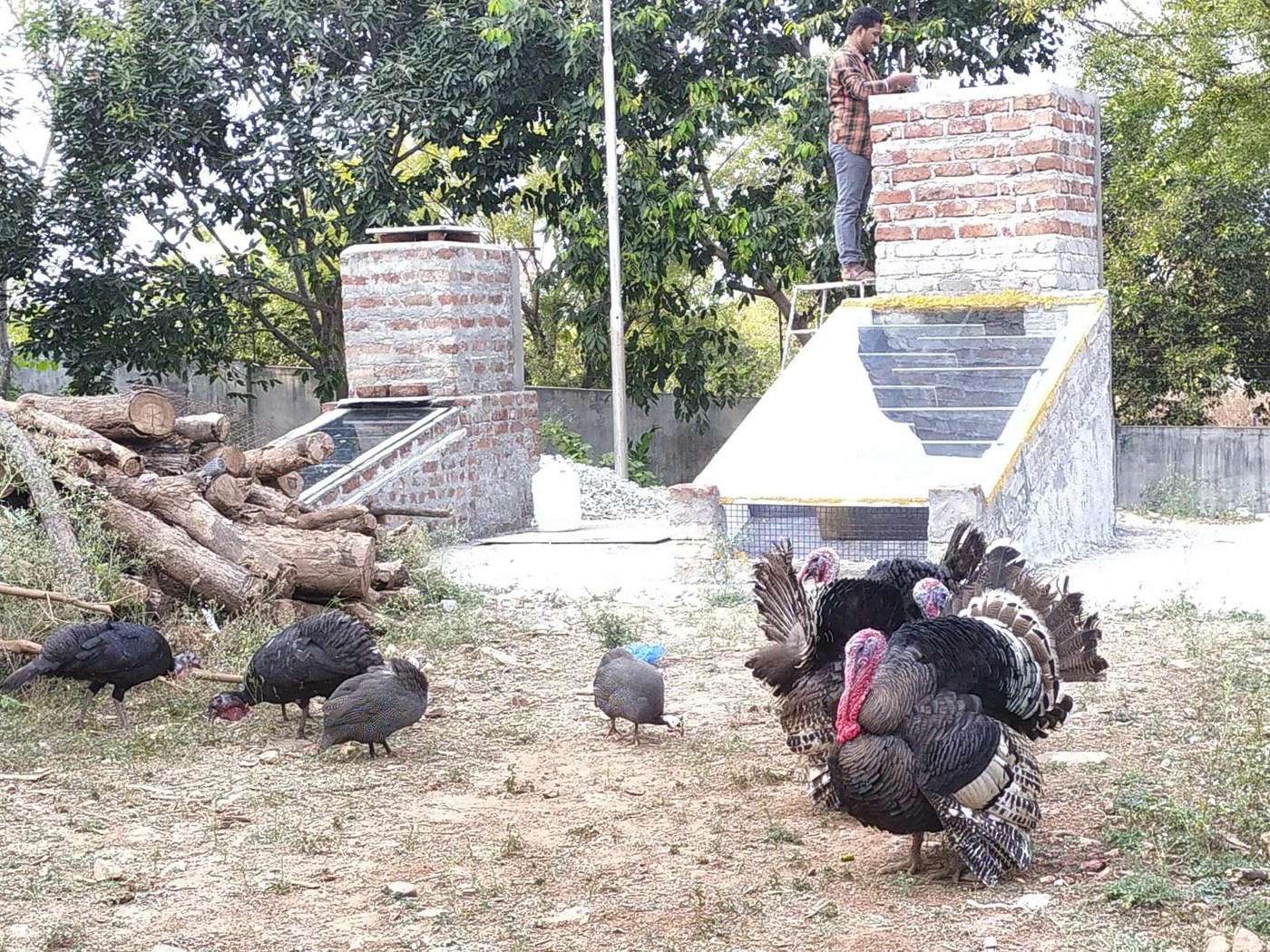 Two dryers on a rural plot, each a tall brick drying chamber with an inclined glazed solar collector running down to ground level. A mason stands on top of the nearer chamber; a stack of firewood sits alongside and turkeys forage in the yard.